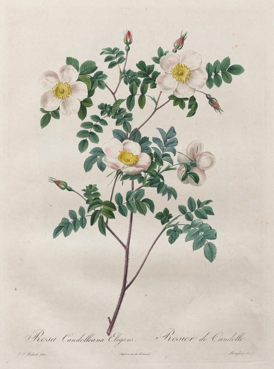 الورود: Rosa Candolleana Elegans ، 1817-1824. بواسطة بيير جوزيف ريدوت