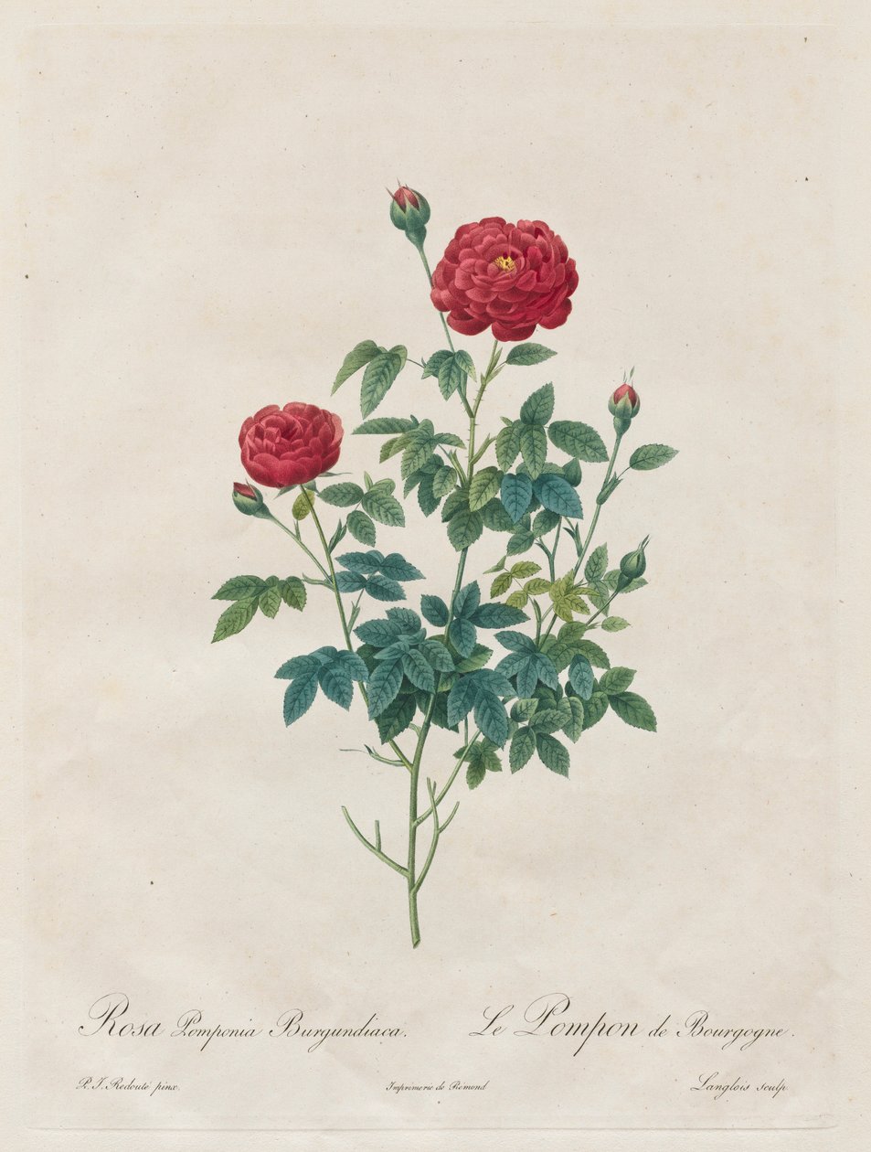 بومبون روز ، 1817-1824. بواسطة بيير جوزيف ريدوت