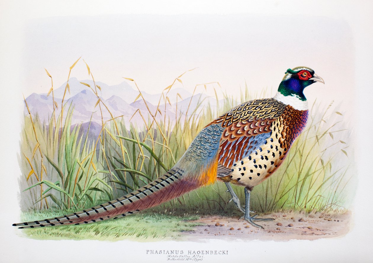 Phasianus hagenbecki ، 1906-7 بواسطة هنري جونز