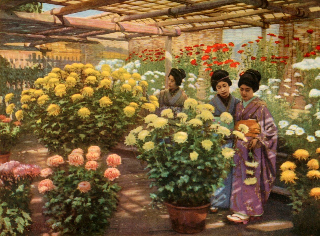في معرض الأقحوان ، 1910. بواسطة هربرت بونتينج