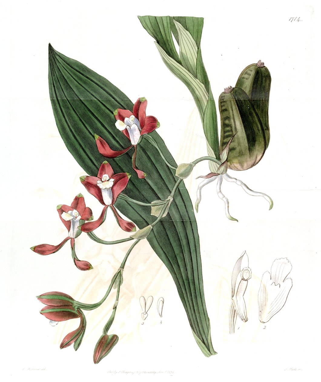 Batemannia colleyi بواسطة J. واتس