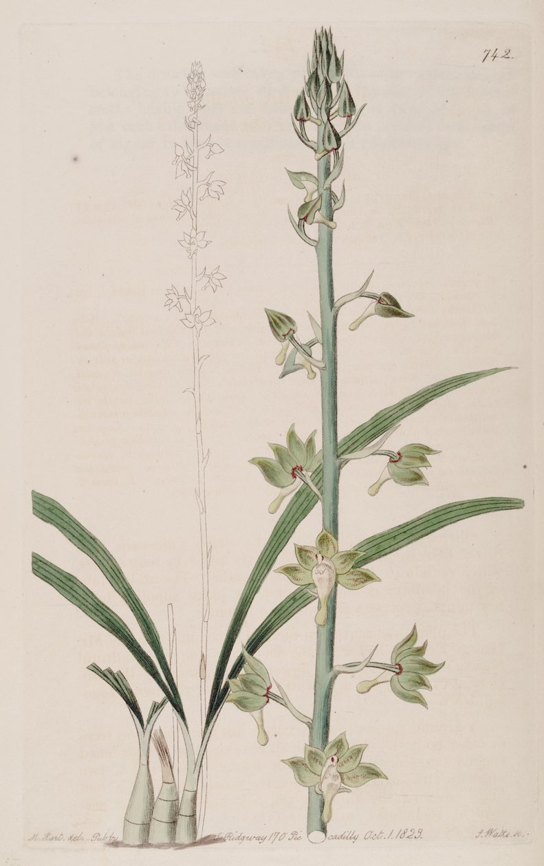 توضيح Eulophia gracilis بواسطة J. واتس