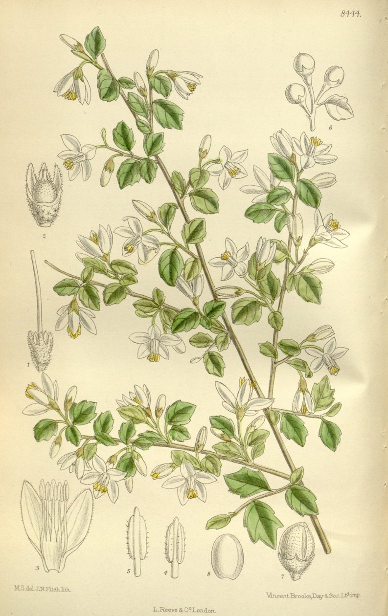 Styrax wilsonii ، Styracaceae بواسطة JN Fitch