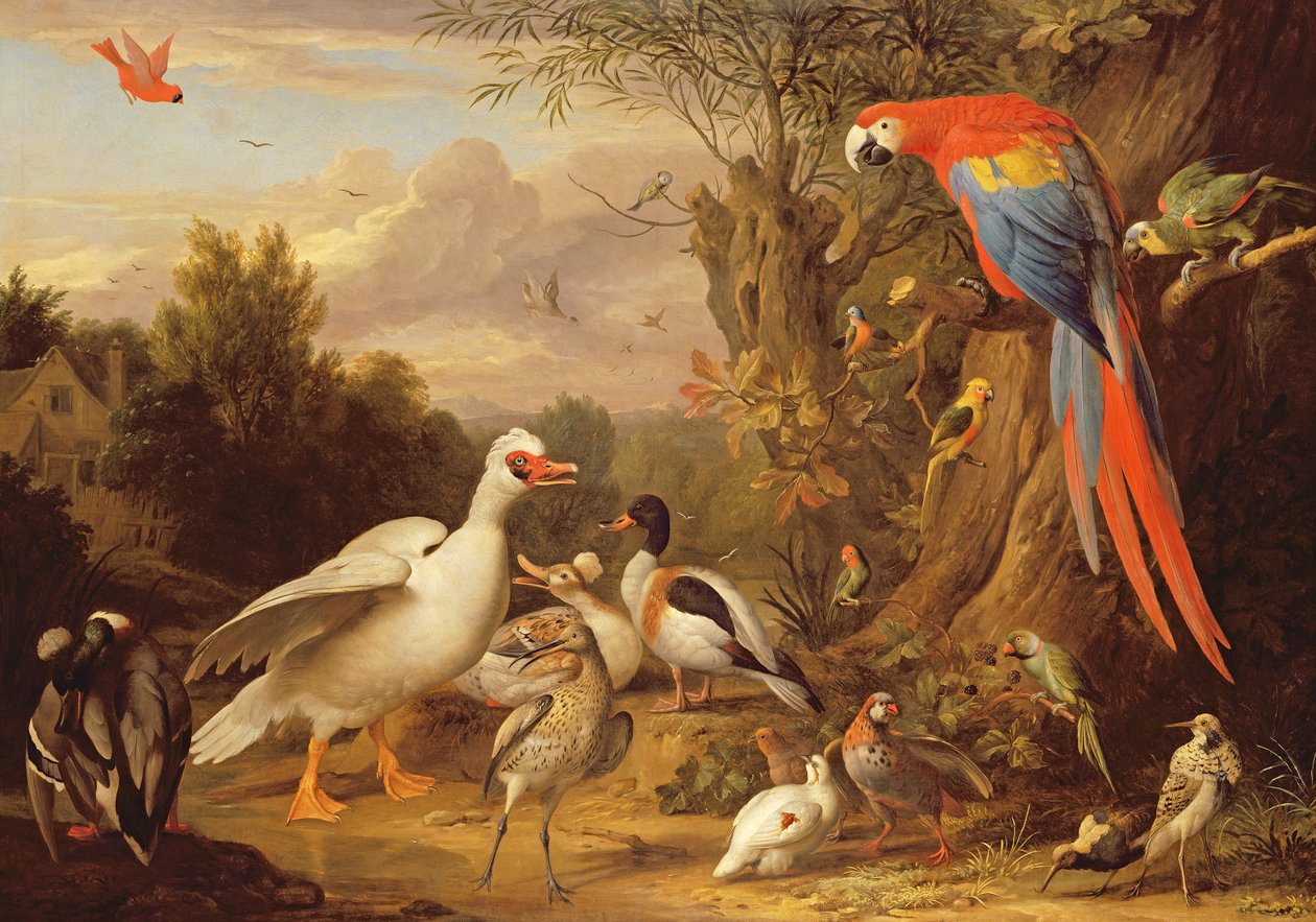 الببغاء والبط والببغاوات والطيور الأخرى في المناظر الطبيعية ، c.1708-10 بواسطة يعقوب بوجداني أو بوجداني