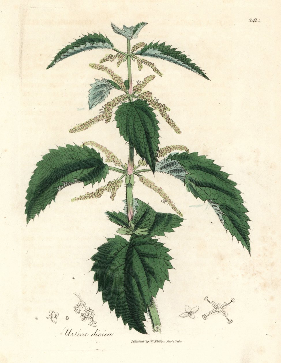 نبات القراص اللاذع ، Urtica dioica بواسطة جيمس سويربي