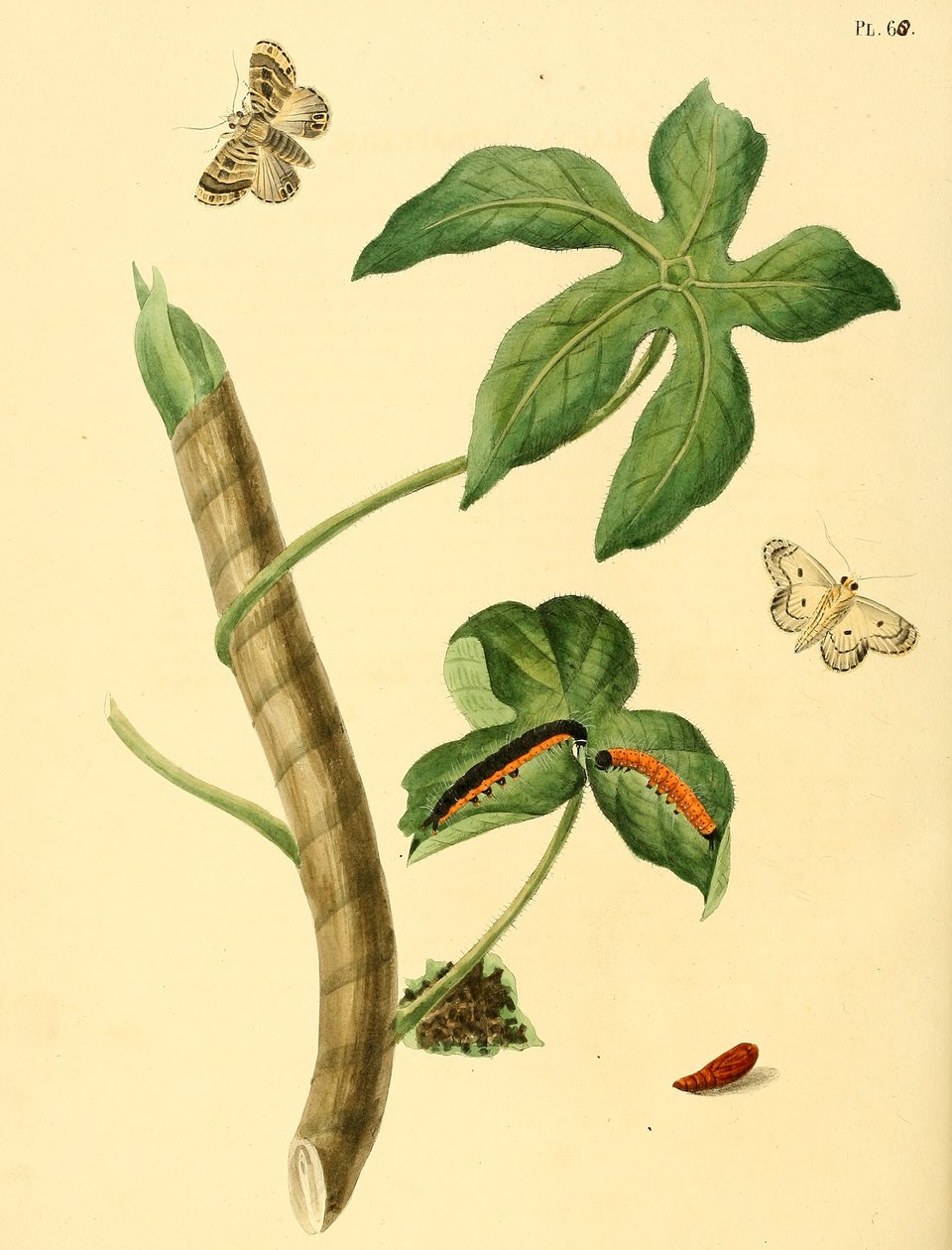 Phalaena ditrapezium بواسطة جان كريستين سيب