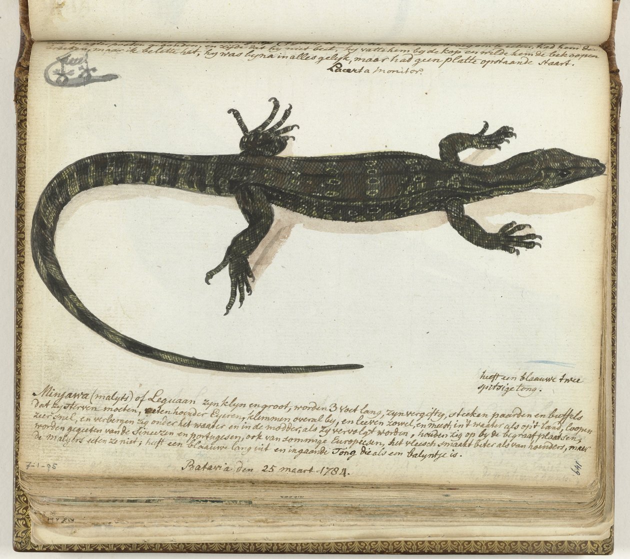 Minjawa أو iguana بواسطة جان برانديز