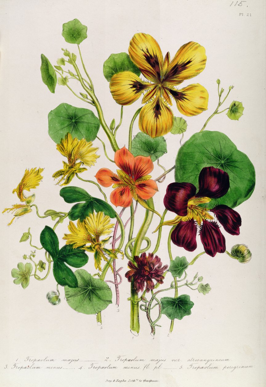 Nasturtium ، اللوحة 21 من "حديقة الزهور النسائية" ، تم نشرها عام 1842 بواسطة جين لودون