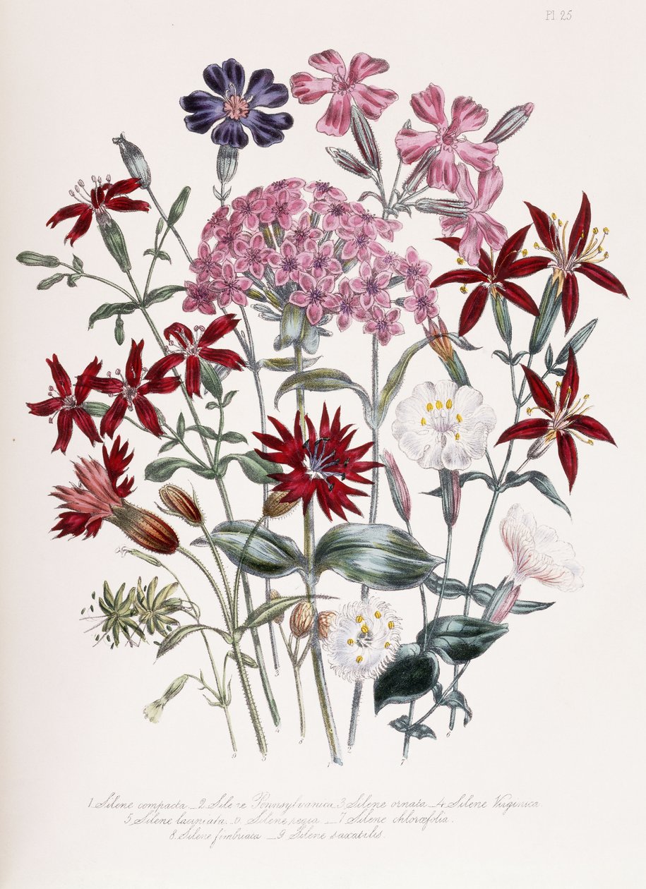 Catchfly بواسطة جين لودون
