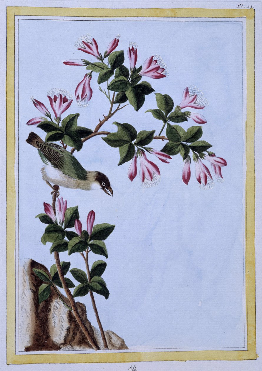 Bird - Japanese print بواسطة المدرسة اليابانية