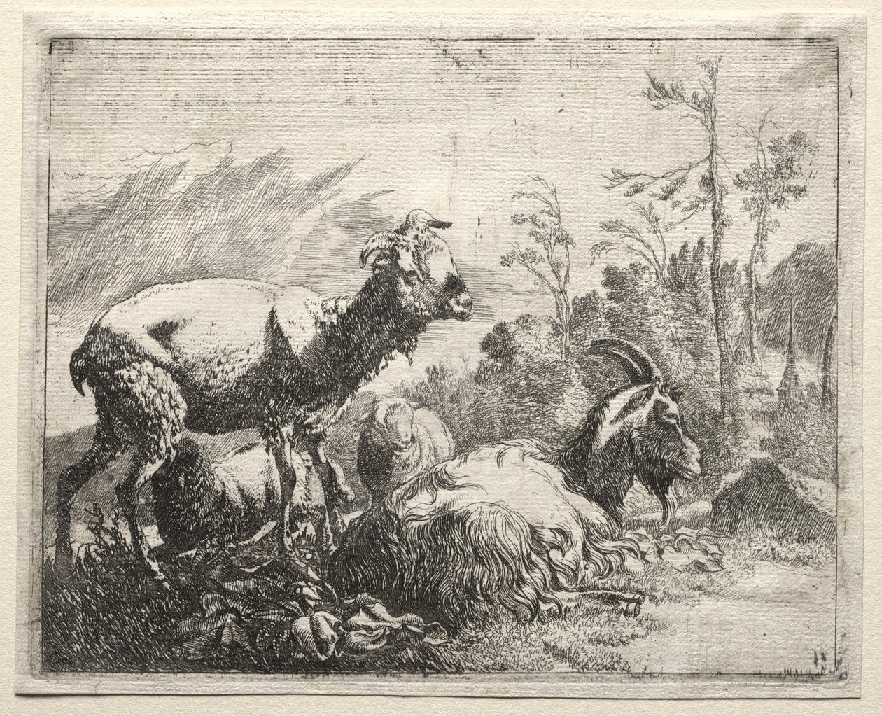 الماعز ، 1665. بواسطة يوهان هاينريش روس