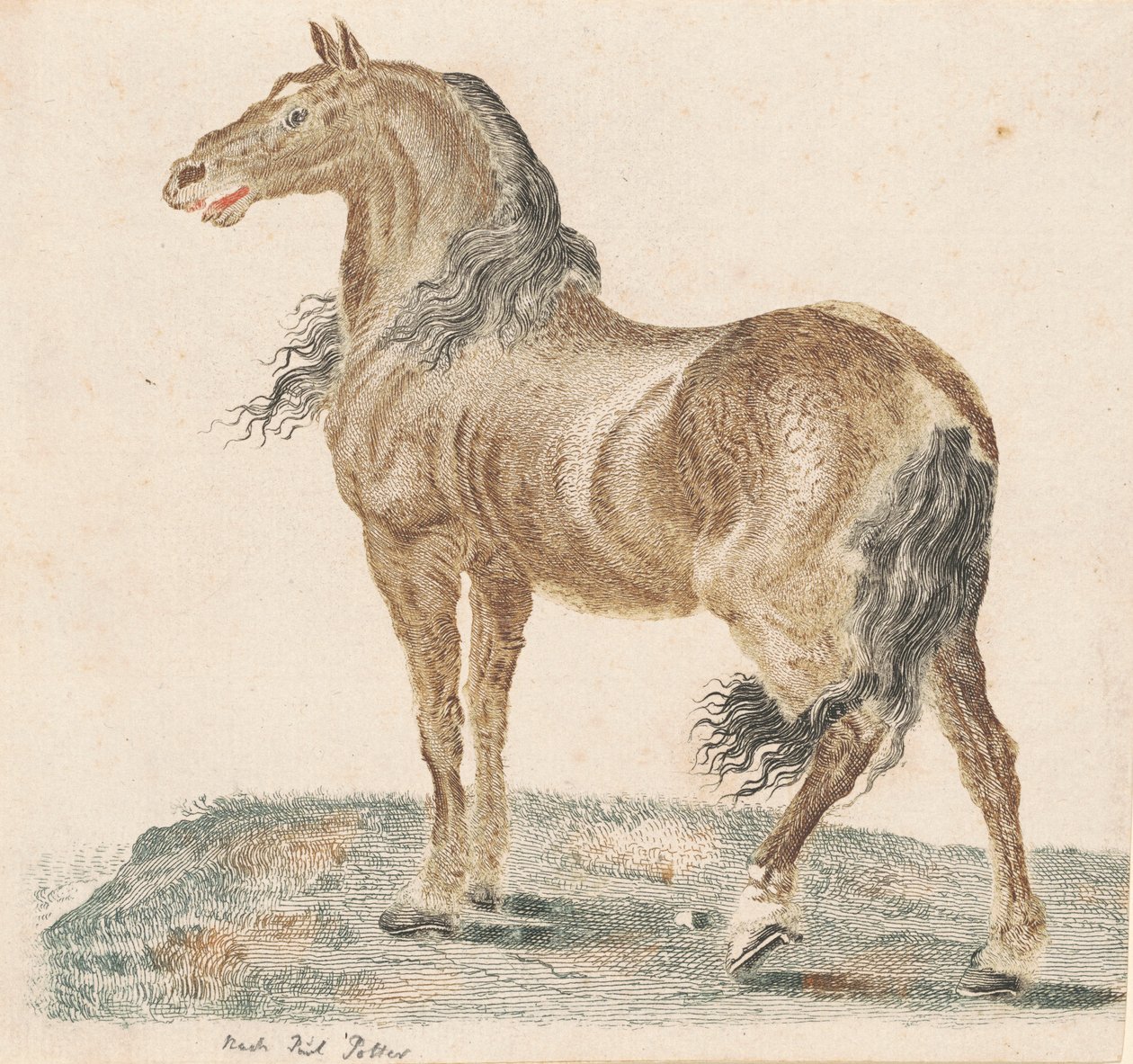 الحصان الصهيل ، 1690s. بواسطة يوهان تيلر
