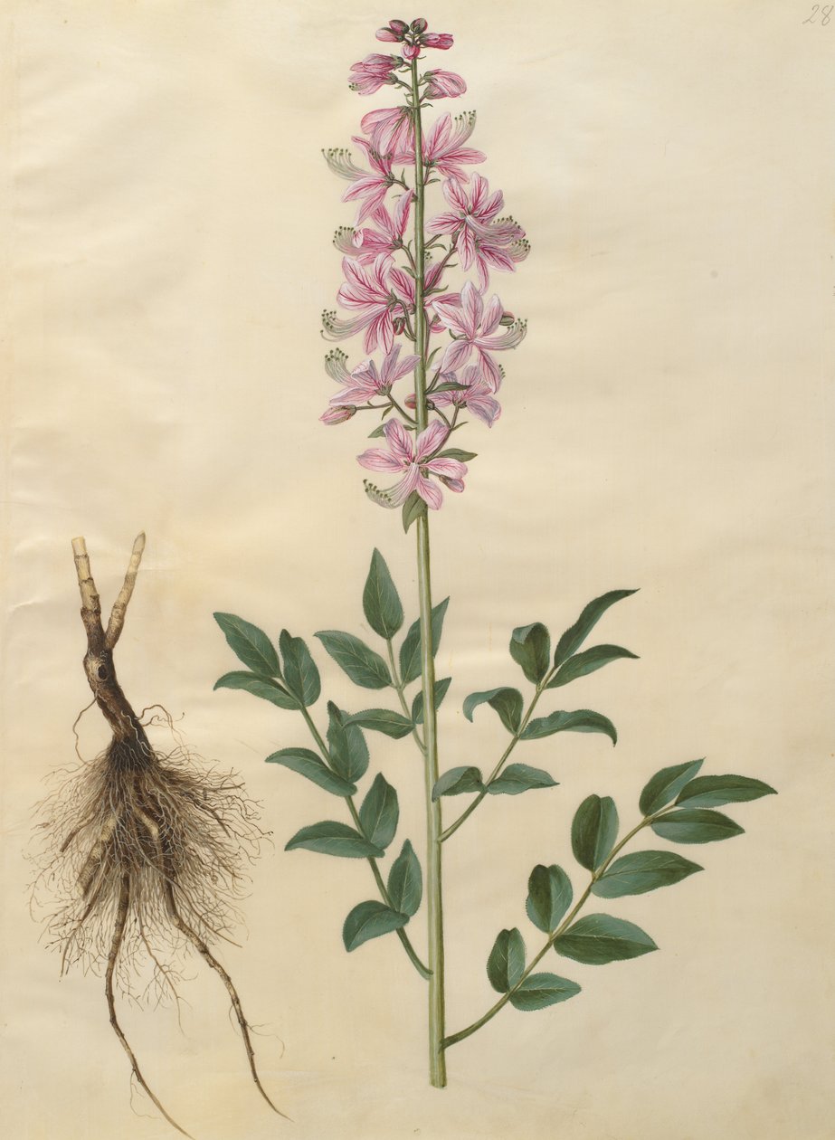 Dictamnus albus بواسطة يوهانس سيمون هولتزبيشر