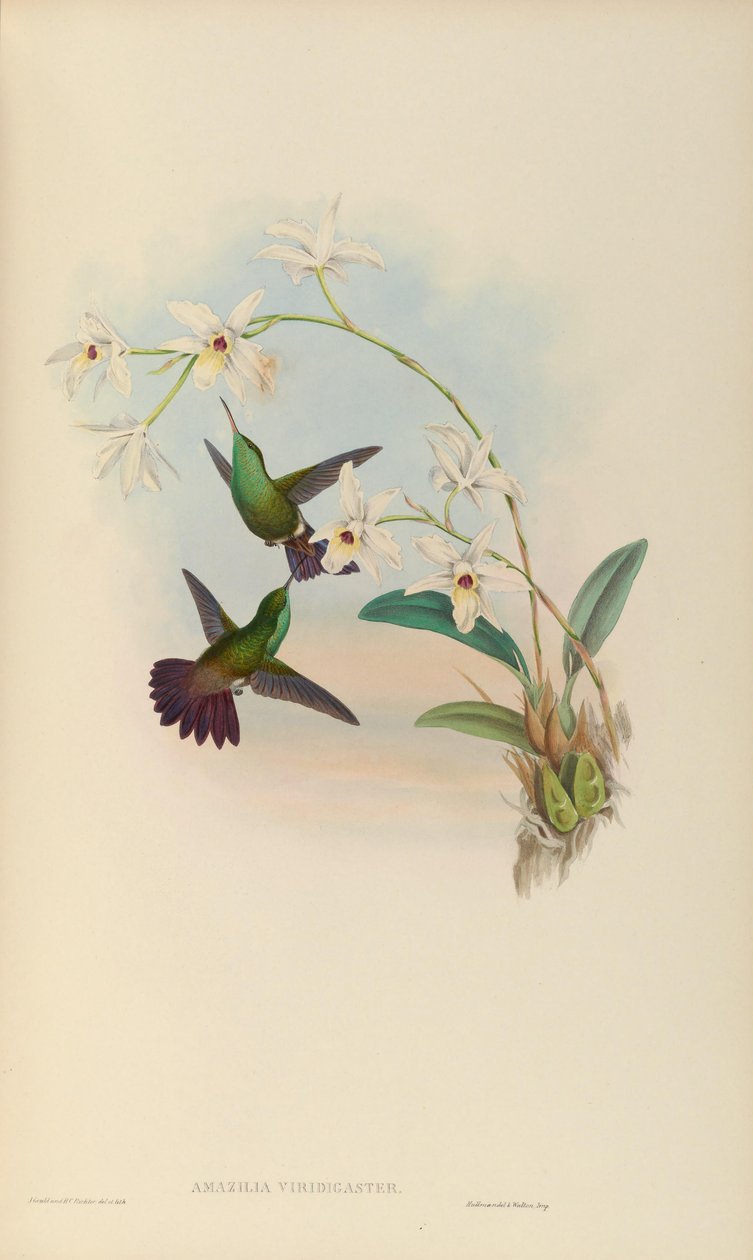 Amazilia viridigaster بواسطة جون جولد