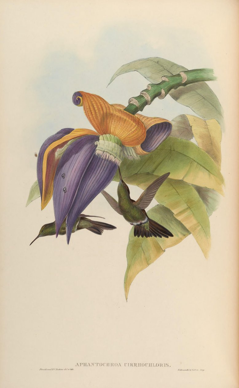 Aphantochroa cirrochloris بواسطة جون جولد