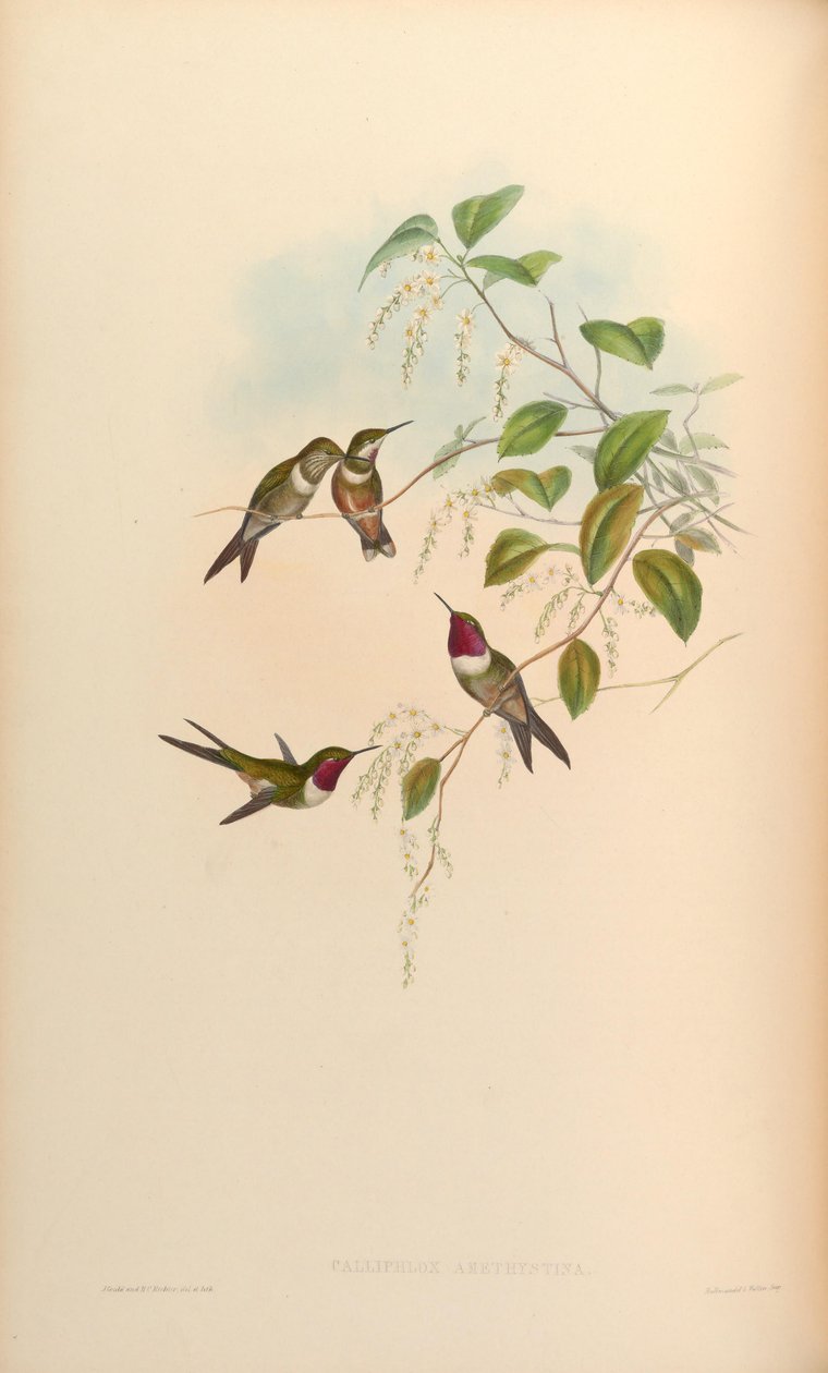 Calliphlox amethystina بواسطة جون جولد