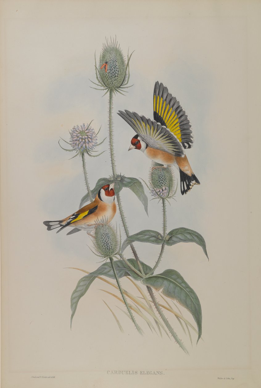Carduelis Elegans - Goldfinch بواسطة جون جولد