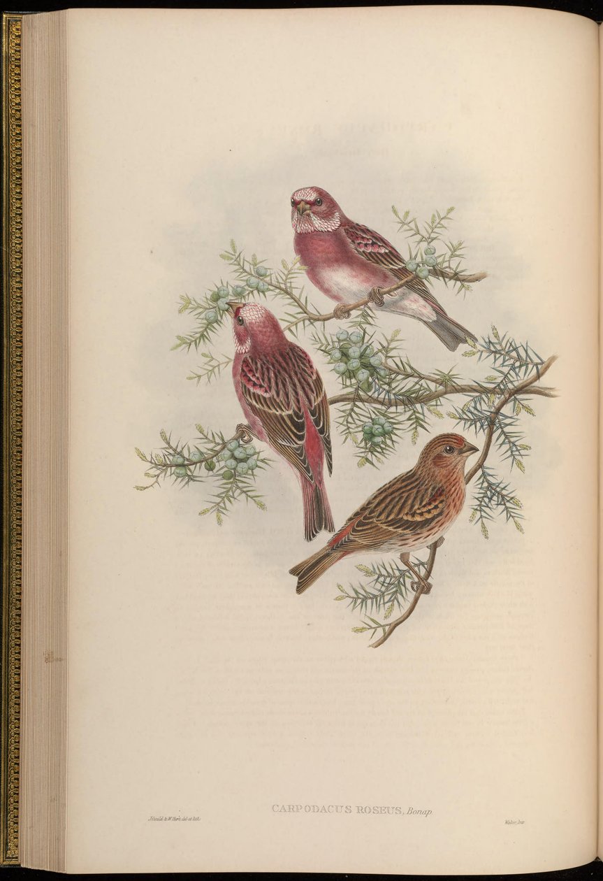 Carpodacus roseus بواسطة جون جولد