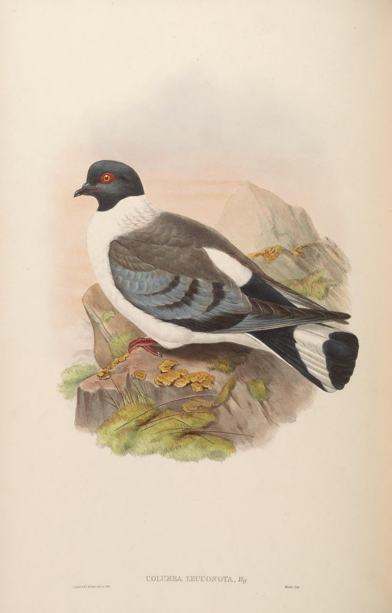 Columba leuconota بواسطة جون جولد