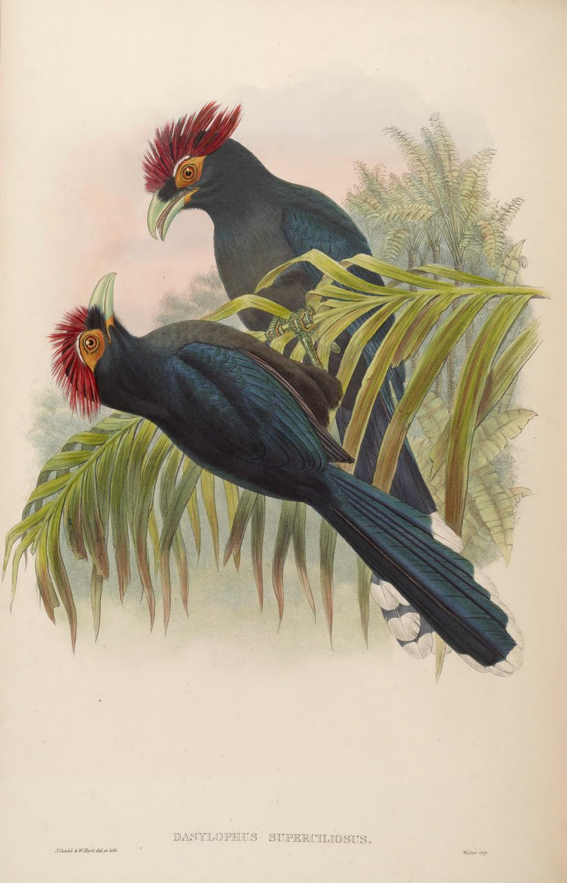 Dasylophus superciliosus بواسطة جون جولد