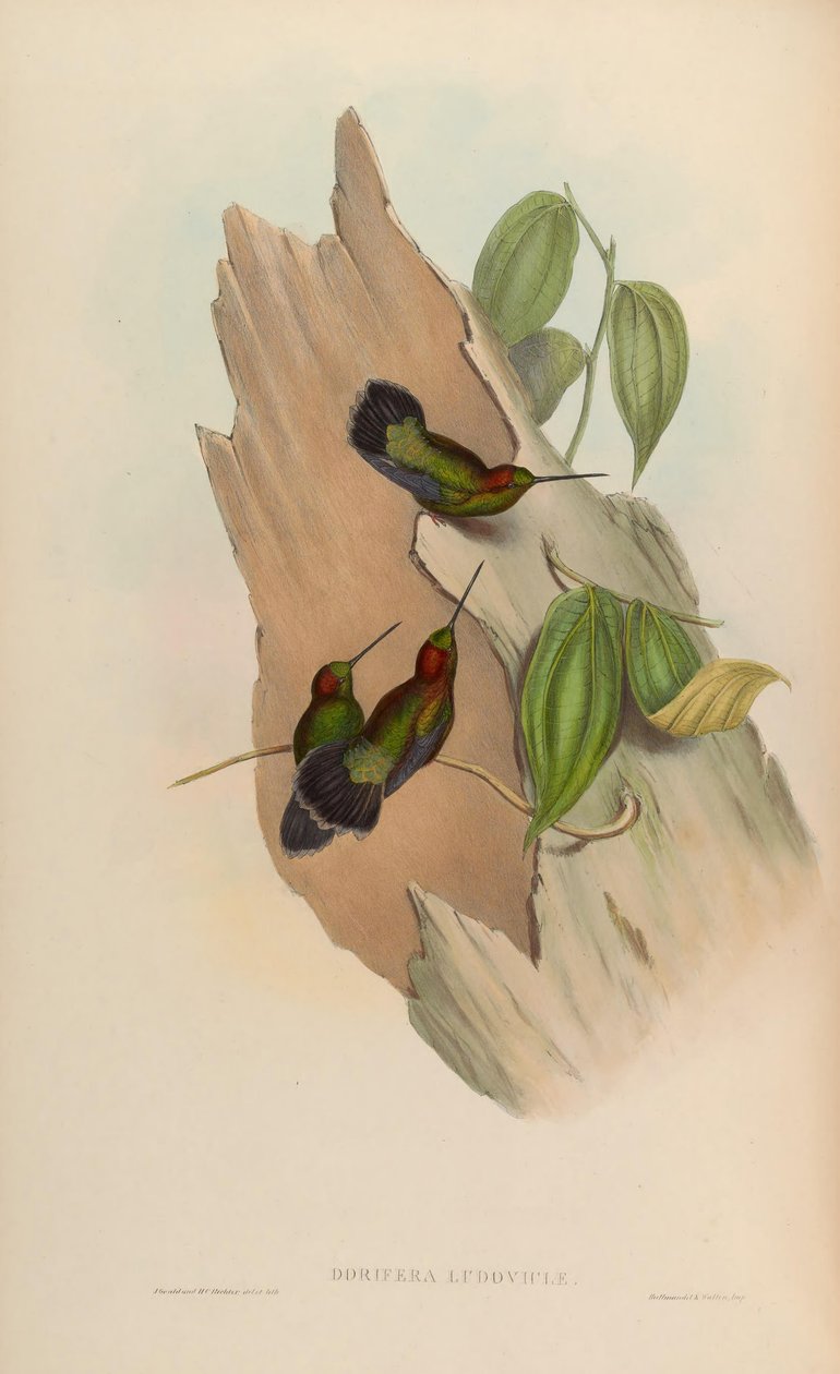 Doryfera ludoviciae بواسطة جون جولد