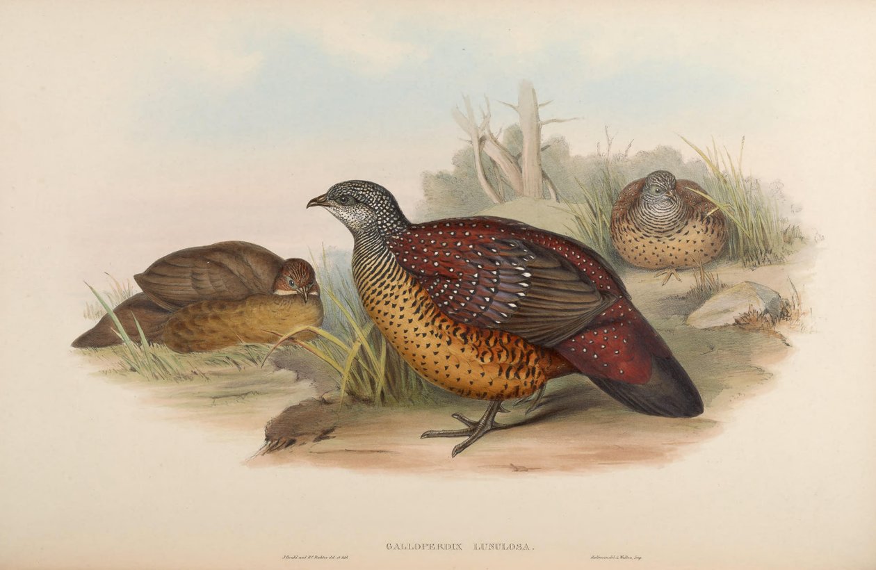 Galloperdix lunulata بواسطة جون جولد