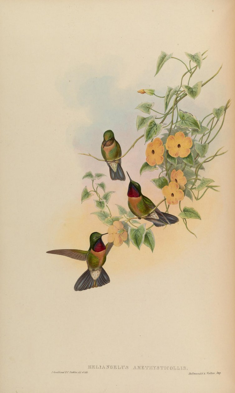 Heliangelus amethysticollis بواسطة جون جولد