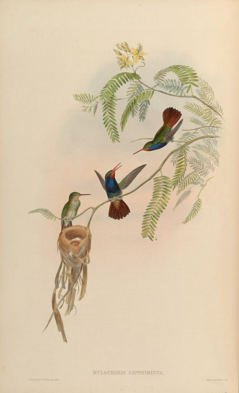 Hylocharis sapphirina بواسطة جون جولد
