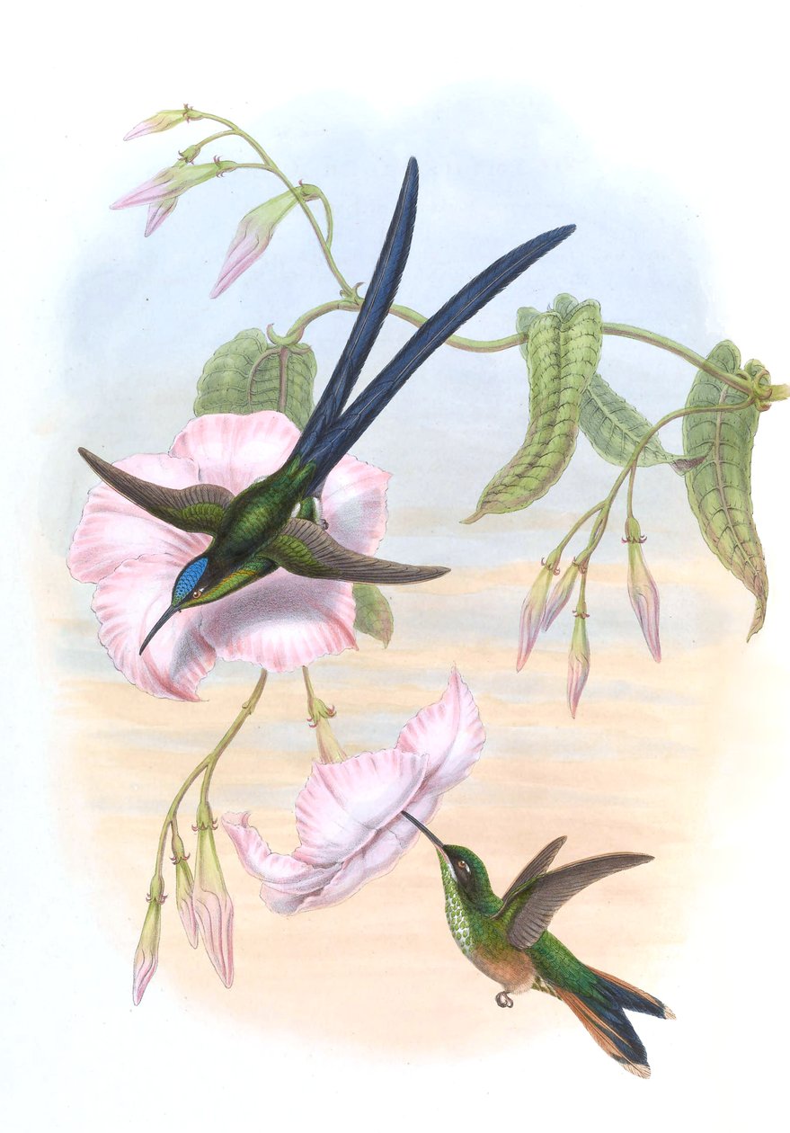 Hylonympha macrocerca بواسطة جون جولد