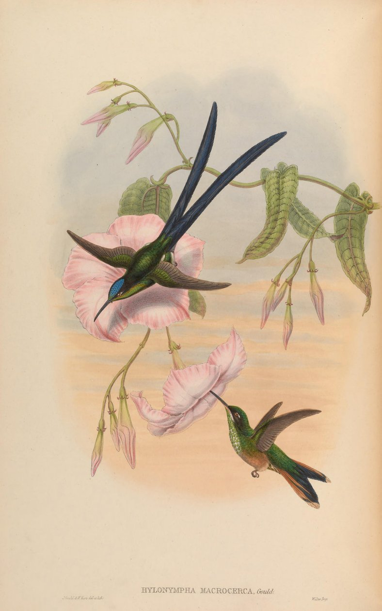 Hylonympha macrocerca بواسطة جون جولد
