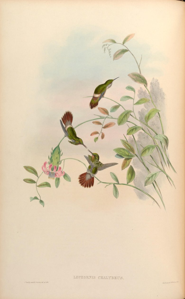 Lophornis chalybaeus بواسطة جون جولد