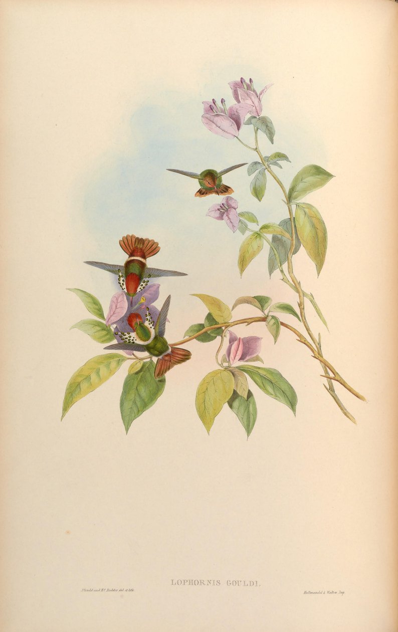 Lophornis gouldii بواسطة جون جولد