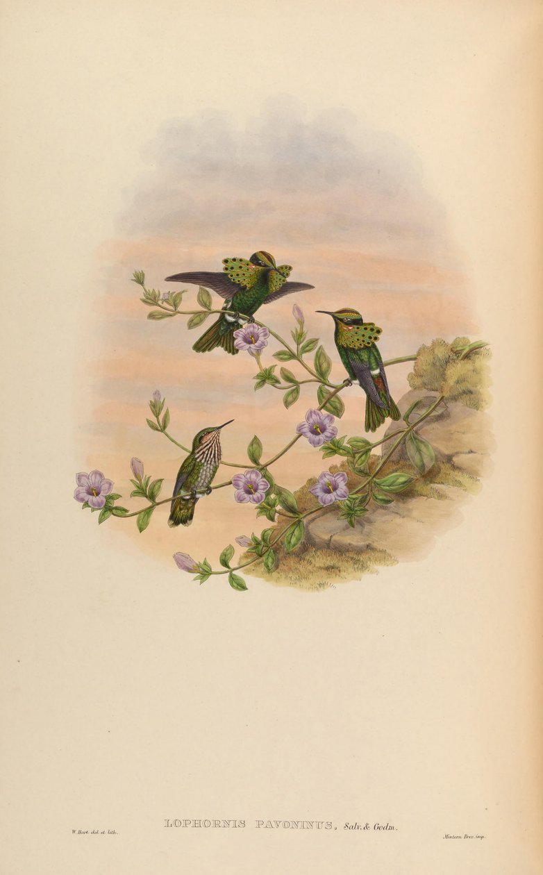 Lavornis pavoninus بواسطة جون جولد