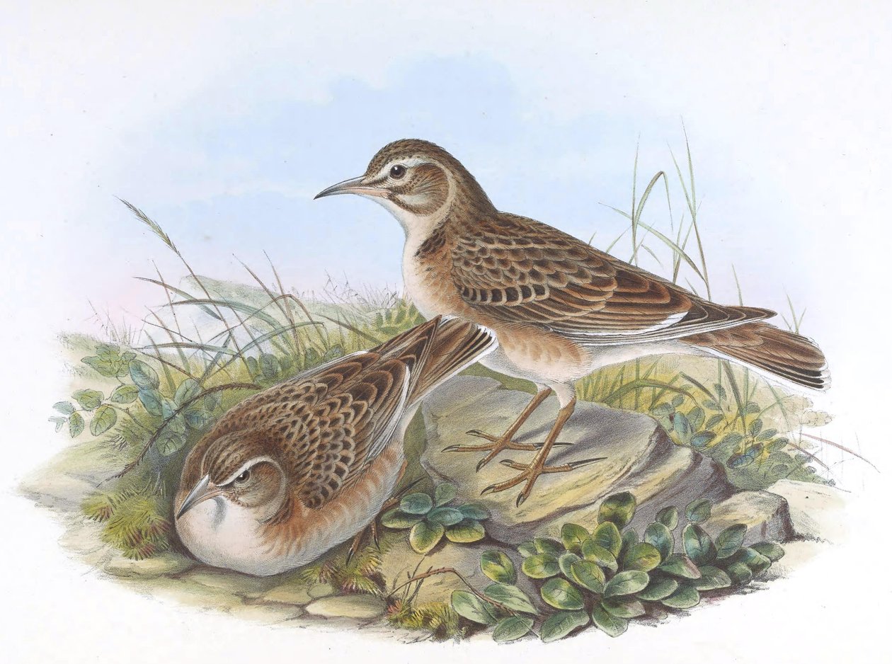 Melanocorypha maxima بواسطة جون جولد