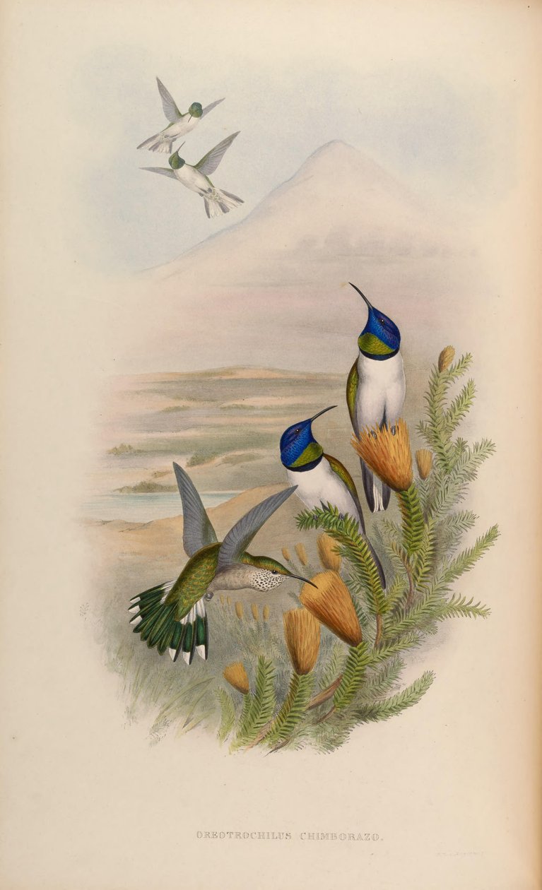 Oreotrochilus chimborazo بواسطة جون جولد