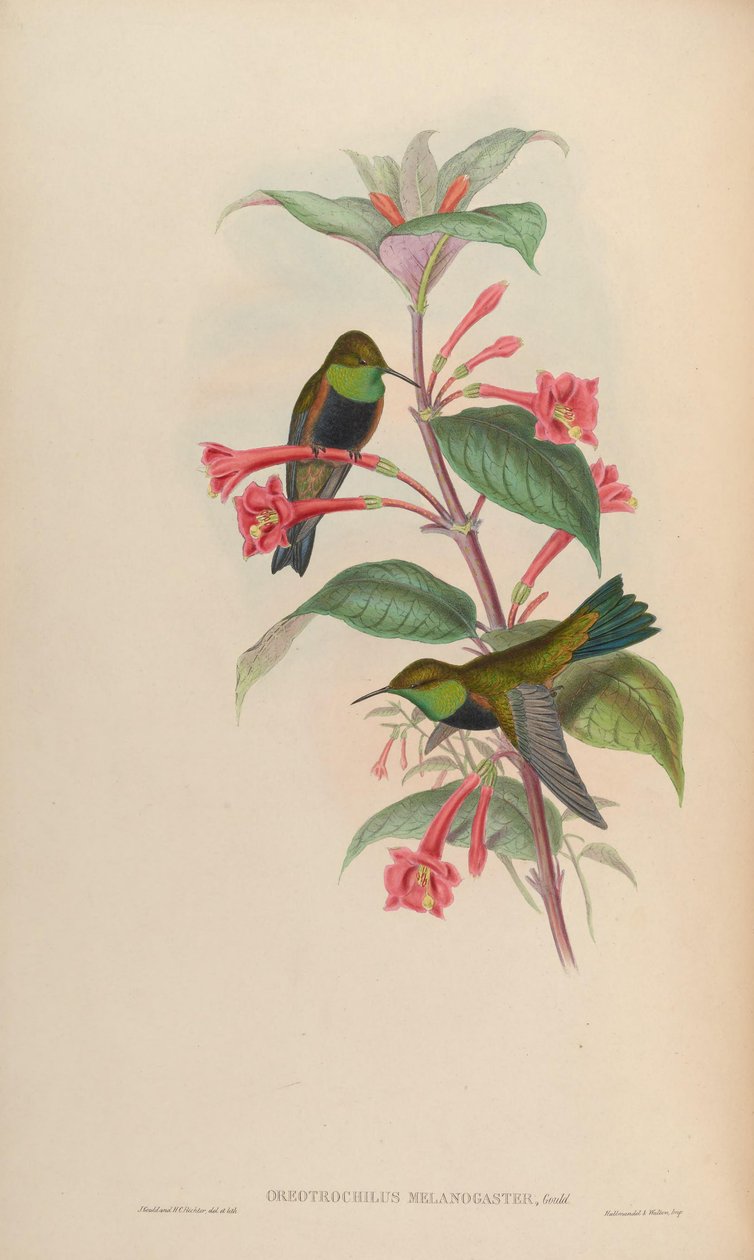 Oreotrochilus melanogaster بواسطة جون جولد