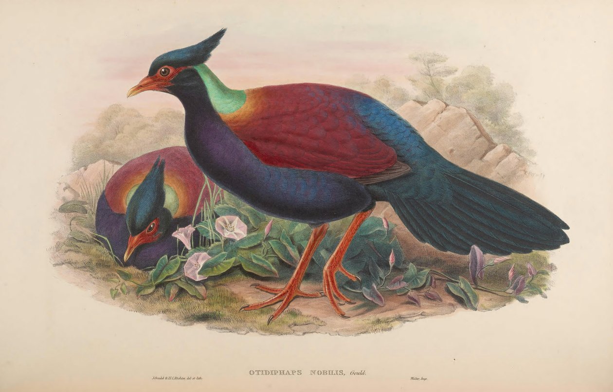 Otidiphaps nobilis بواسطة جون جولد