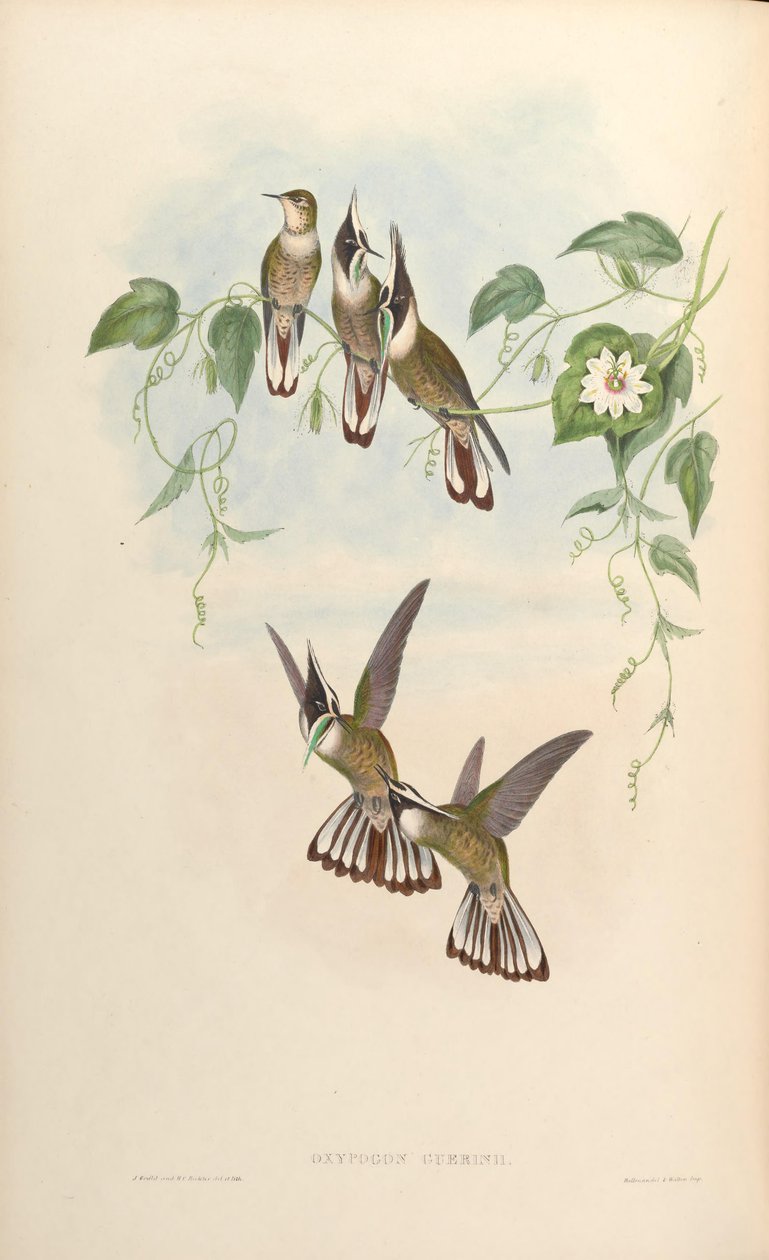 Oxypogon guerinii بواسطة جون جولد