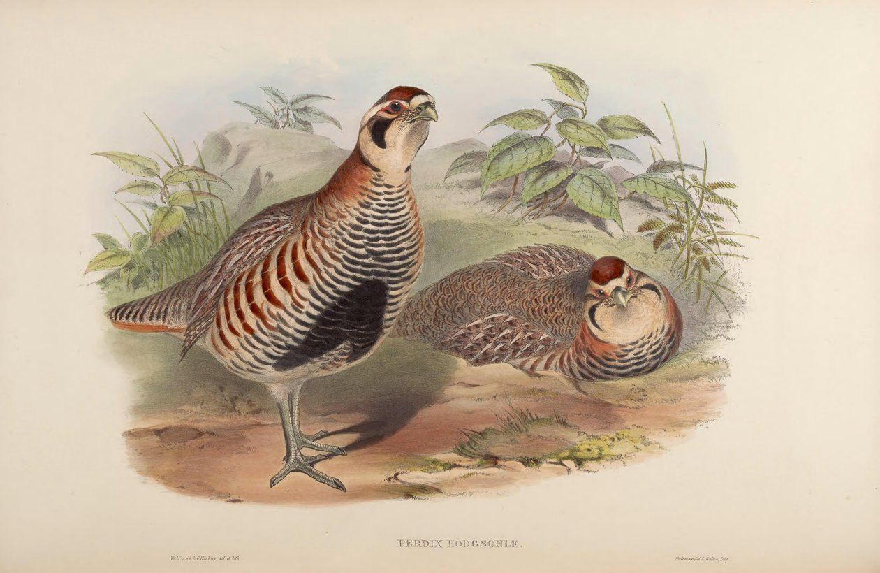 Perdix hodgsoniae بواسطة جون جولد