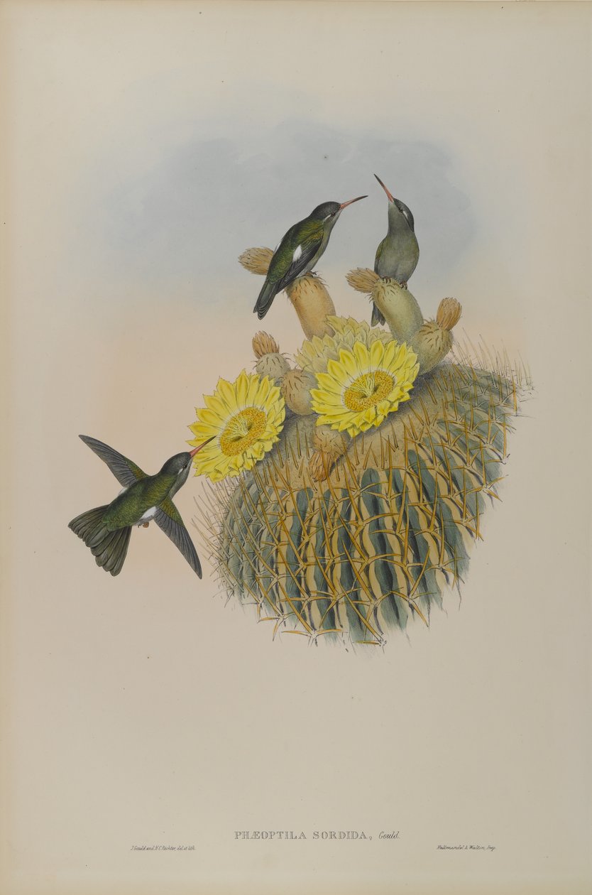 Phaeoptila Sordida: داكن بواسطة جون جولد