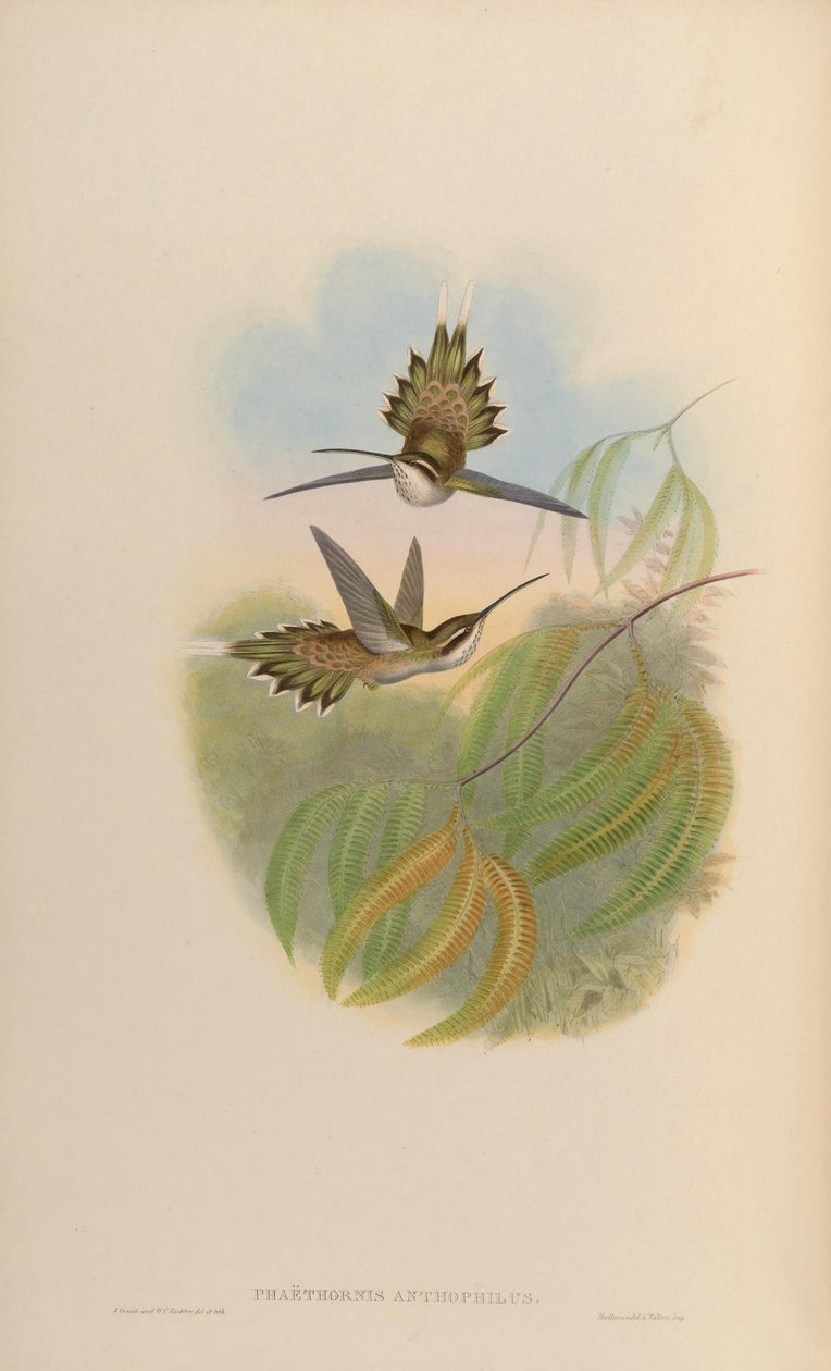 Phaethornis anthophilus بواسطة جون جولد