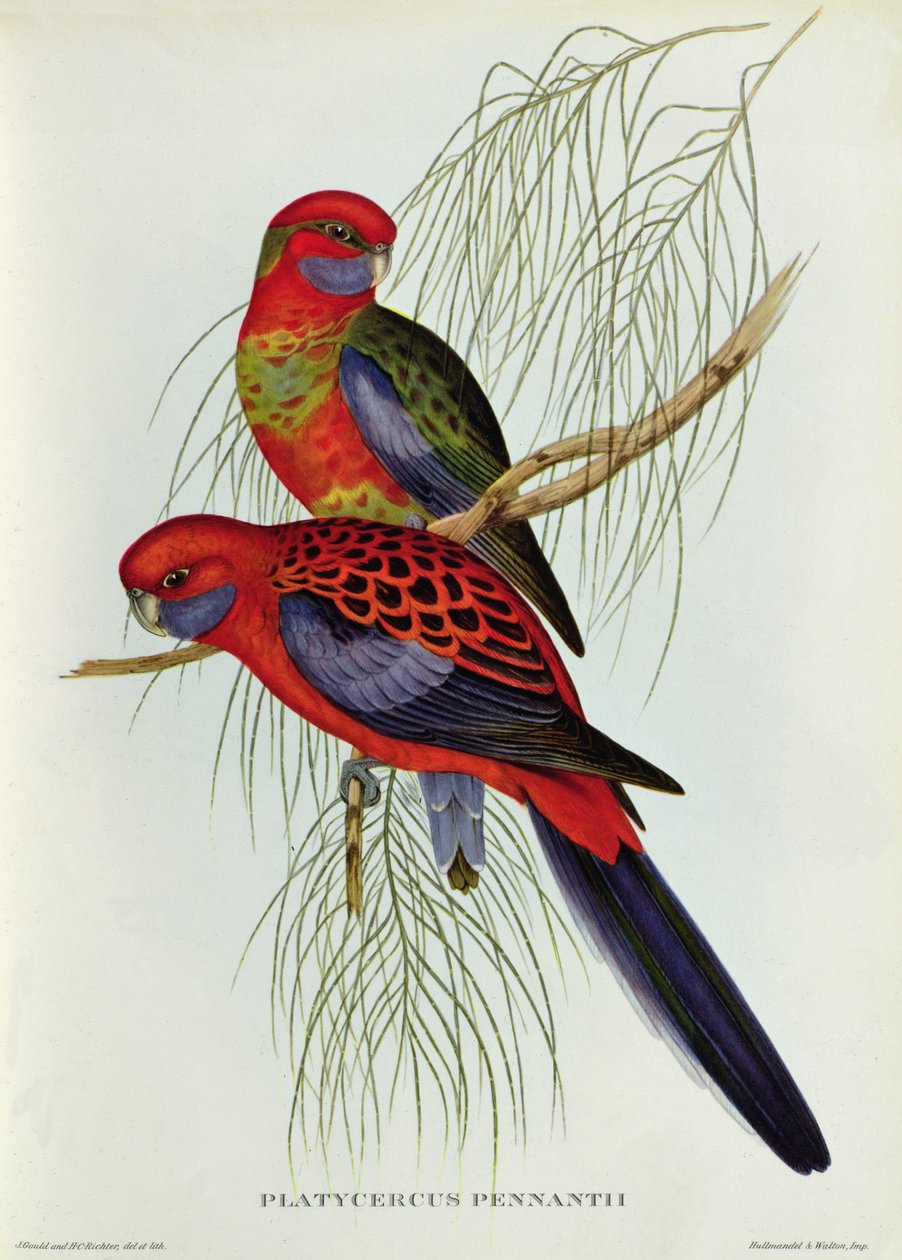 Platycercus Pennantii بواسطة جون جولد