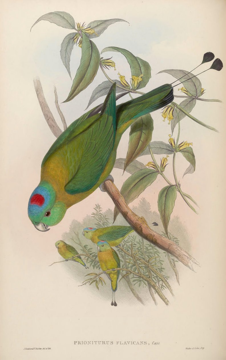 Prioniturus flavicans بواسطة جون جولد