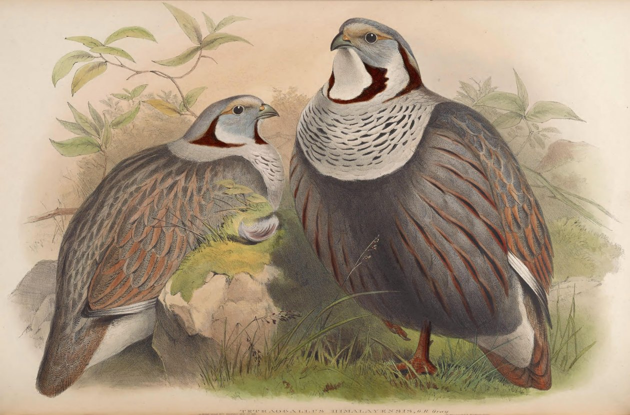 Tetraogallus himalayensis بواسطة جون جولد