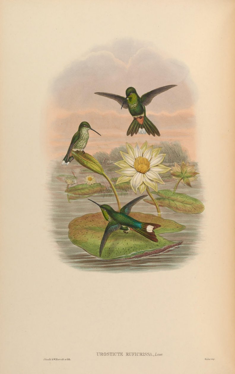 Urosticte ruficrissa بواسطة جون جولد