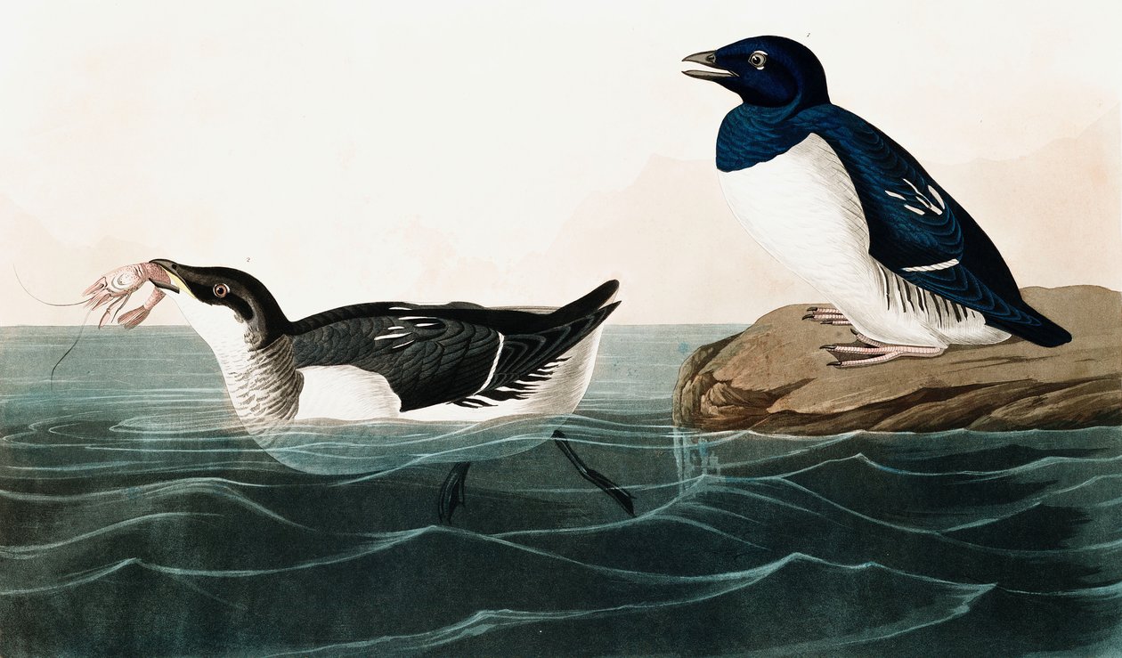 Little Auk، Uria Alle، from The Birds of America تأليف John J. Audubon، pub. 1827-38 (النقش اليدوي) بواسطة جون جيمس أودوبون