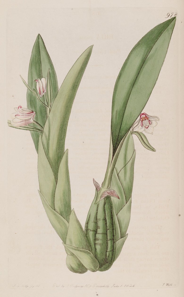 رسم توضيحي لـ Eria rosea بواسطة جون ليندلي