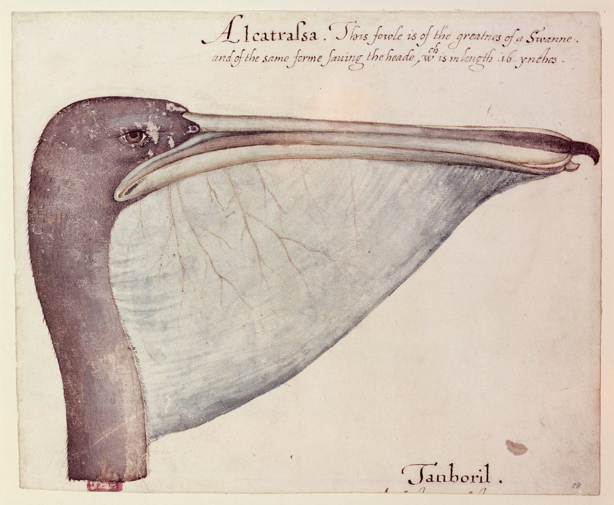 بجع ، ج .1590 بواسطة جون وايت