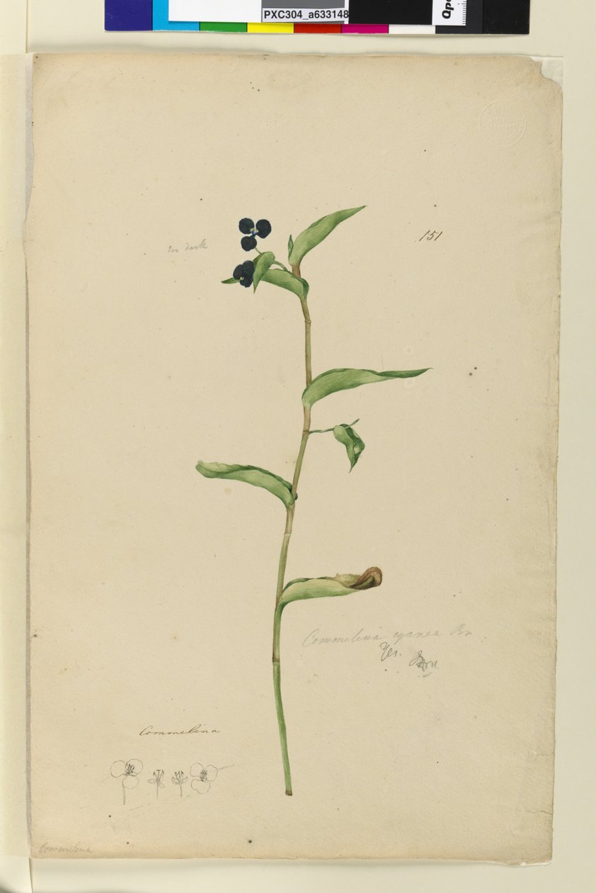 الصفحة 151. Commelina cyanae، c.1803-06 (مرحاض ، قلم حبر ، قلم رصاص) بواسطة جون وليام لوين