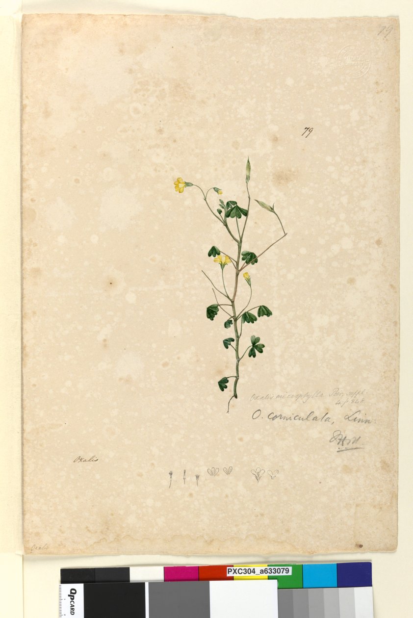 الصفحة 79. Oxalis corniculata ، c.1803-06 (مرحاض ، قلم حبر ، قلم رصاص) بواسطة جون وليام لوين